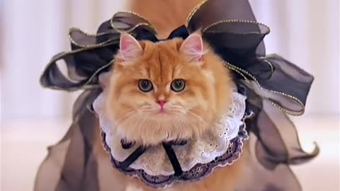 Funny animal cute cat video