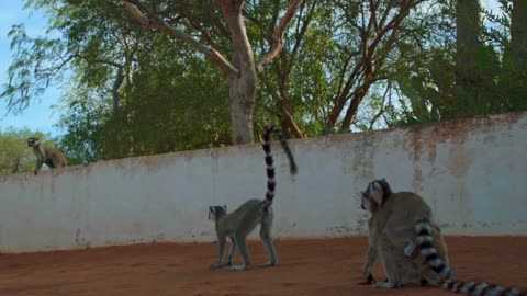 A Single Sentry Stands Up to an Entire Troop of Lemurs 🏝 Gangs of Lemur Island Smithsonian