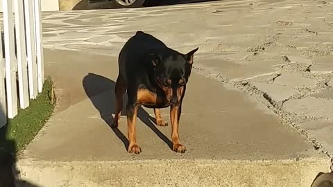 A Man Encouraging His Dog To Go Down The Stair Steps