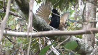 Victoria Rifle Bird Teaches Mating Dance to Offspring