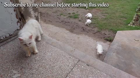 Protective Mother Cat Calling Her Kittens And Hitting Them To Go Inside Immediately