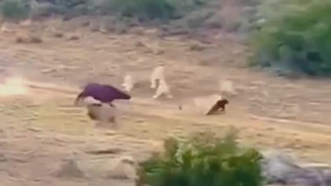 Baby buffalo loin snatches