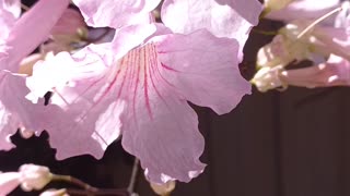 Flowers in Spring