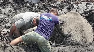 2 Bull Elephants get stucked in the mud