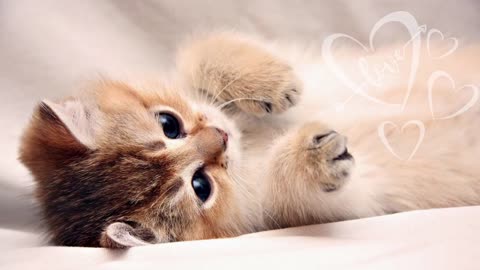 Cute Kitten Baby Cat Compilation #2