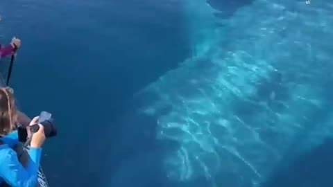 Whale Watchers Encounter 100-Ft-Long Blue Whale