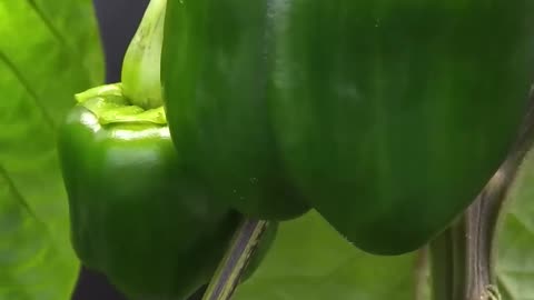 115 Days in 41 Seconds - Red Bell Pepper