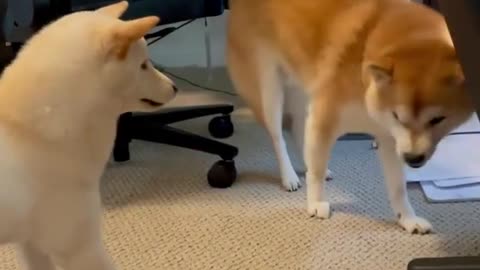 Dog just slap her friends
