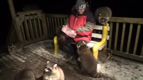 Mobbed by Raccoons