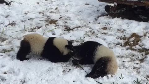 Two little pandas who love to play with snow