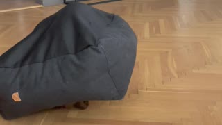 Cocker Spaniel Spins Around Under Flipped Dog Bed