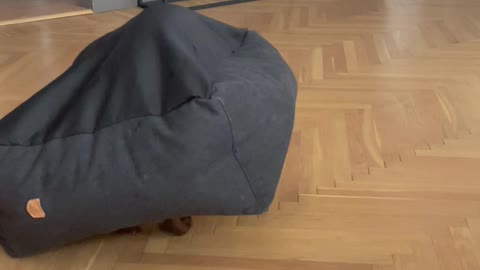 Cocker Spaniel Spins Around Under Flipped Dog Bed