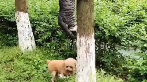 #funny #cat #dog #monkey #video pm😂🤣😂 #funnyscenes #trynottolaugh