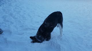 Dog reaction to human sabotaging his hard work