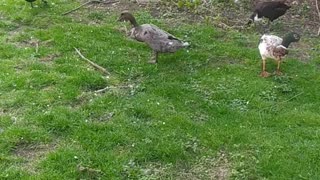 A flock of ducks on a spring walk.