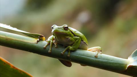 frog in water