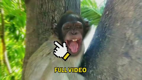 Funny monkey