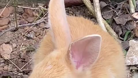 Just A Cute Baby Rabbit