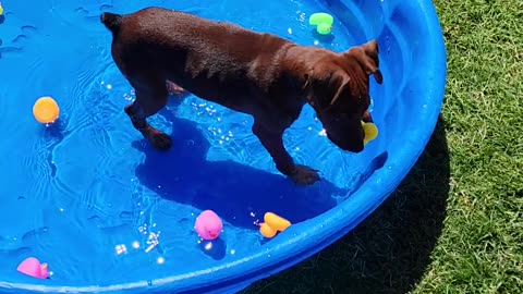 Puppy Pool time