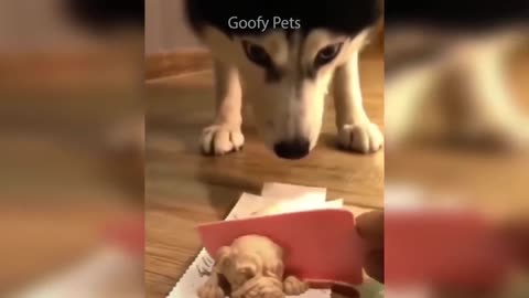Cat reactions when cake cutting ! Funny Dog! Pet animal