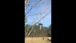 Birds at Feeder