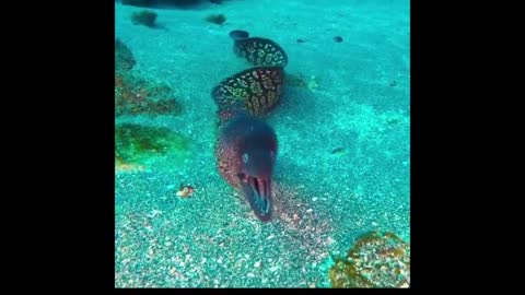 Dangerous Mediterranean moray eel