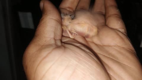 Red eyes finch baby ❤️ 06 November 2022