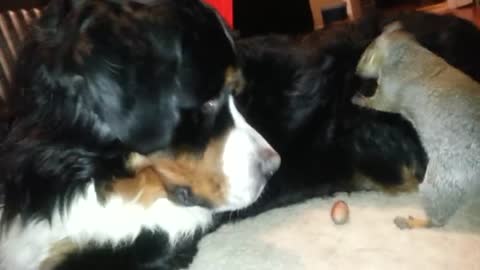 Squirrel hides nuts in a Bernese Mountain dog's fur