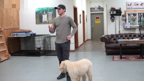 Teach ANY dog to walk nice on the leash _ 5 MINUTE DOG TRAINING RESULTS! (Part 2)