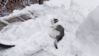 Cat Asks For Shovel Ride During Snow Removal
