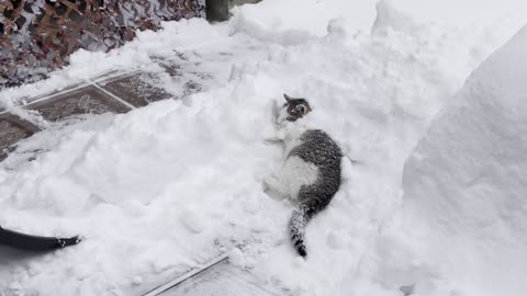 Cat Asks For Shovel Ride During Snow Removal