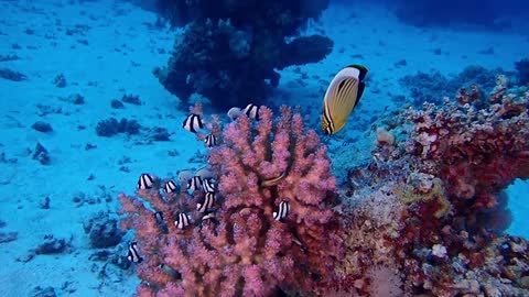 Cute fish foraging on coral reefs