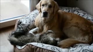 Crazy Kitten Tests Patience Of Golden Retriever