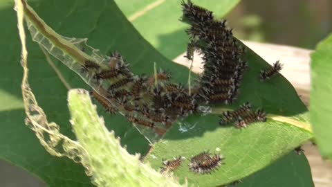128 Toussaint Wildlife - Oak Harbor Ohio - Tussock Moths Devouring Milkweed