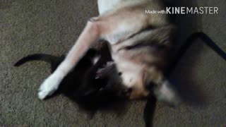 Tiny kitten takes on German Shepherd