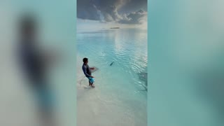 RAY TO GO: Man Feeds Stingrays In Shallow Sea Waters Of The Maldives