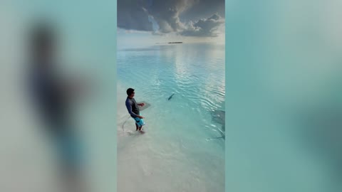 RAY TO GO: Man Feeds Stingrays In Shallow Sea Waters Of The Maldives