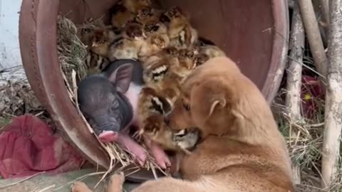 The puppy plays with the duckling