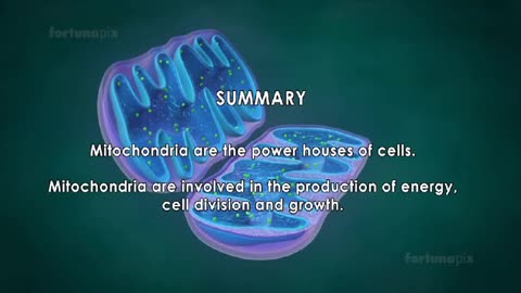 Mitochondria -- the powerhouse of the cell. (3D animated)