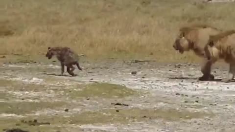 Injured Hyena's Brave Escape from Male Lions 🦁🦮💔