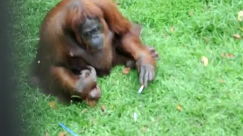 Orangutan Smoking Cigarette in Zoo