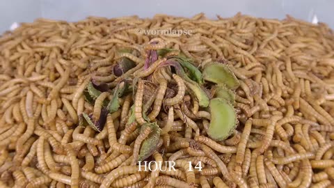 VENUS FLYTRAP vs 10 000 Mealworms