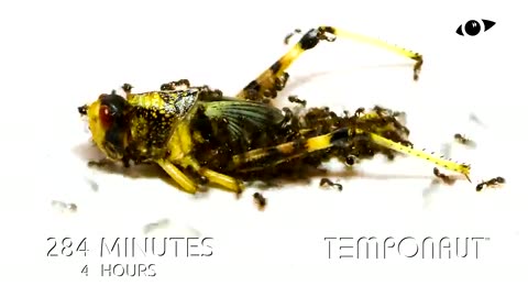 Ants vs Locust