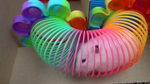 🐹 Hamster vs Pop It maze for pets 🐹 Escape in real life