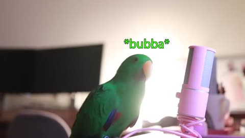 Parrot Whispers Into Microphone for 5 Minutes Straight (to cure your sadness) *with subtitles*