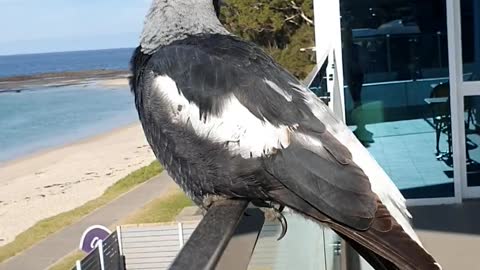 Magpie Sings on Command