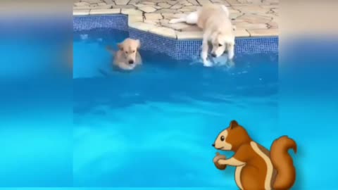 Funny animals - Funny _ dogs - Funny animal videos , Funny animals! animals new