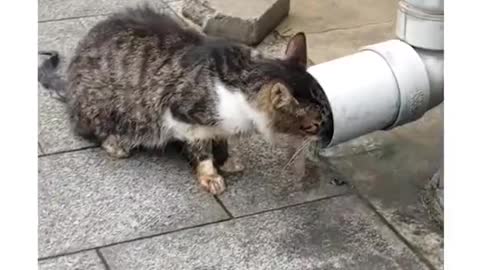 I saw a poor little cat drinking water from the gutter in front of the veterinary hospital