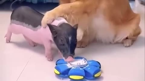 Funny pig and dog