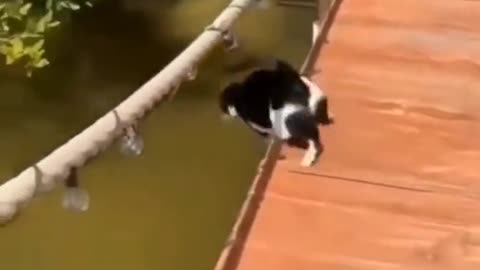 #animals #funnyvideos #funnyanimals #funnyfails #viral